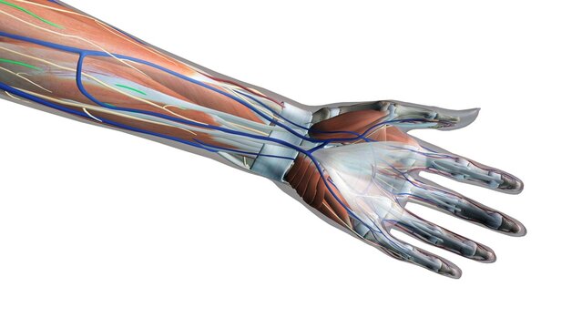 Female palm and wrist, anterior view, Xray skin, detailed anatomy, full color on white background