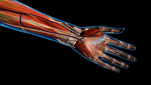 Female palm and wrist, anterior view, xray skin, detailed anatomy, full color on black background
