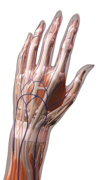 Female thumb, fingers and wrist anatomy, back, posterior detailed view, full color on white background