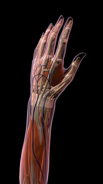 Female thumb, fingers and wrist anatomy, back, posterior view, xray skin, full color on black background