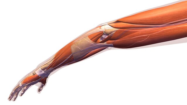 Female elbow and forearm muscular anatomy, back, posterior view. Full color 3D illustration on white background