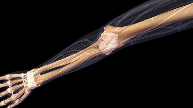 Female elbow and forearm skeletal anatomy, inside, anterior view. Full color 3D illustration on black background