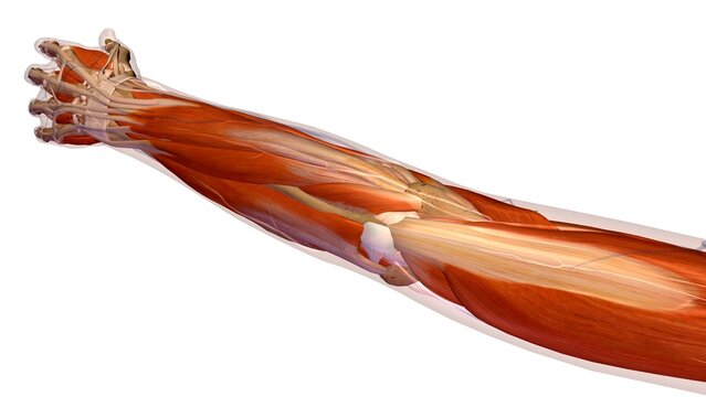 Female hand and wrist anatomy, back, posterior view. X-Ray outlined skin. X-Ray outlined skin. Full color on white background