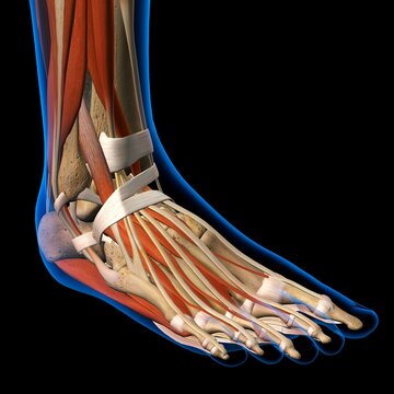 Side View X-Ray of female ankle and foot bones, muscles and ligaments. Full Color 3D computer generated illustration on Black Background