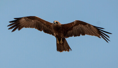 Bird Of Prey