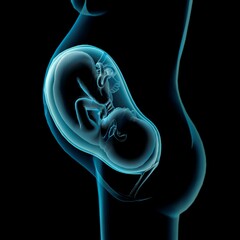 Pregnancy Anatomy,Xray side view of fetus in utero, Black background
