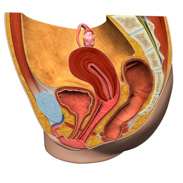 Female reproductive system, medical illustration