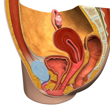 Female reproductive system, medical illustration
