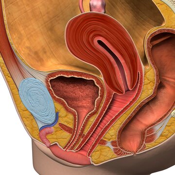 Female reproductive system, medical illustration