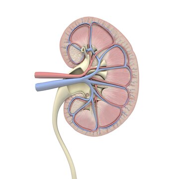 Cross-section of human kidney, veins, arteries, ureter