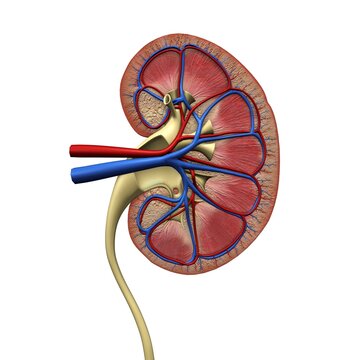 Cross-section of human kidney, veins, arteries, ureter