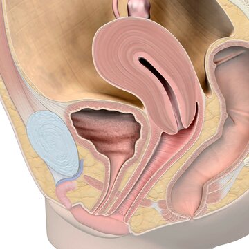 Female reproductive system, medical illustration