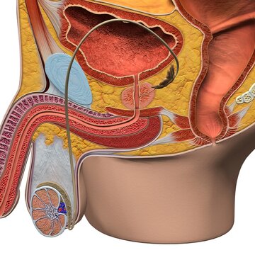 Male reproductive system, medical illustration