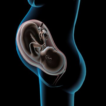 Pregnancy Anatomy Xray side view of fetus in utero, Black background