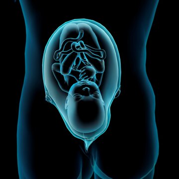 Pregnancy Anatomy, Xray frontal view of fetus in utero, Black background