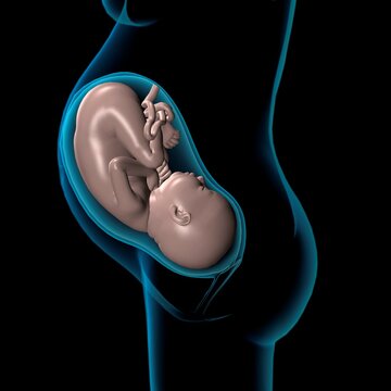 Pregnancy Anatomy,Xray side view of fetus in utero, Black background
