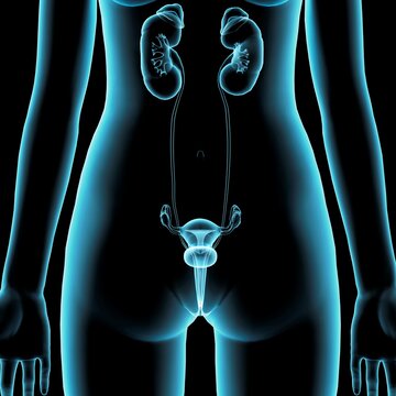 Female reproductive and urinary system, front view, blue Xray style on black background
