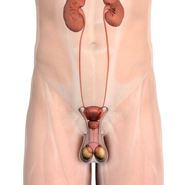 Male reproductive system, frontal view section, white background