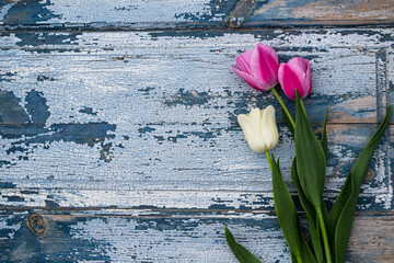 Fototapeta na wymiar pink tulips on wooden background