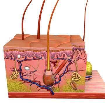 Medical illustration of human skin in cross section