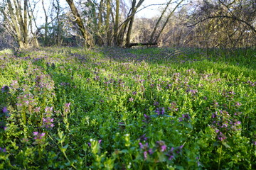 Beautiful woodland bluebell forest in spring Purple and pink flowers under tree