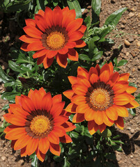Gazania	