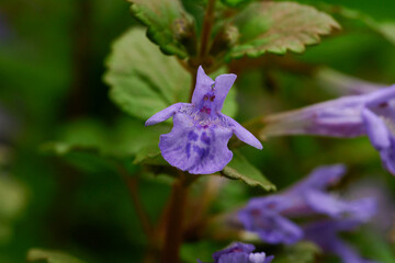 Macro photography of first spring leaves and flowers after a thinderstorm. The plants are covered in rain droplets and the colors are vibrant. shot with Nikon Z9 and NIKKOR Z MC 105mm f/2.8 VR S Lens