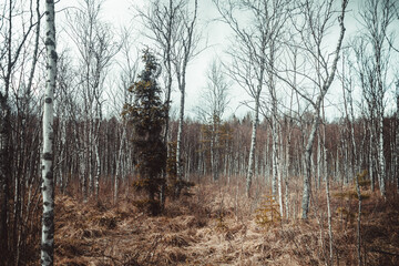 Swampy area in spring, a swamp in Russia with birch trees