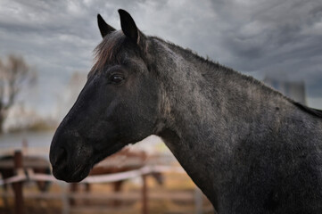 Fototapeta premium beautiful horse close-up on the pasture