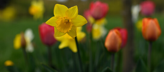 Fototapeta premium yellow daffodil with tulips