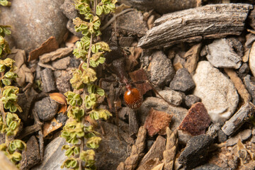 Black Ant on Grassy Dirt with Pebbles in the Sun