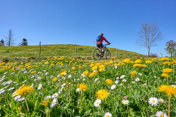 pretty senior woman riding her electric mountain bike in  springtime in the Allgau mountains near Oberstaufen,  with blooming spring flowers in the Foreground, Bavaria, Germany