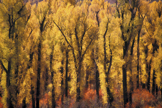 Cottonwood trees in a forest, Jackson Hole, Wyoming, USA
