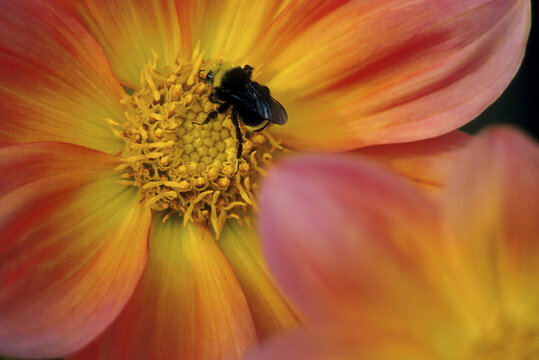 Close-up of a bumblebee on a dahlia