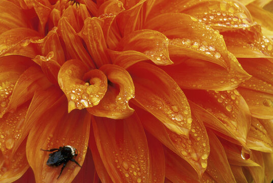 Close-up of a bumblebee on a dahlia