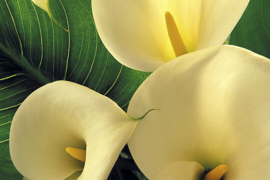 Close-up of Calla lilies
