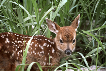 Side profile of a Mule Deer