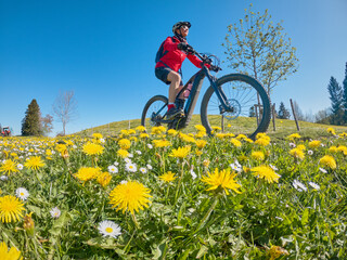 Fototapeta premium pretty senior woman riding her electric mountain bike in springtime in the Allgau mountains near Oberstaufen, with blooming spring flowers in the Foreground, Bavaria, Germany