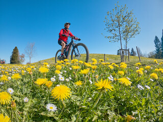 Fototapeta na wymiar pretty senior woman riding her electric mountain bike in springtime in the Allgau mountains near Oberstaufen, with blooming spring flowers in the Foreground, Bavaria, Germany