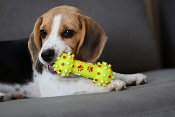 Cute beagle puppy lying on the sofa. Beagle dog with a toy.