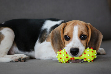 Cute beagle puppy lying on the sofa. Beagle dog with a toy.