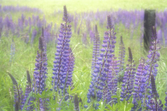 Lupines growing at Olympic National Forest, Washington, USA