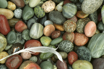 Close-up of a feather on pebbles