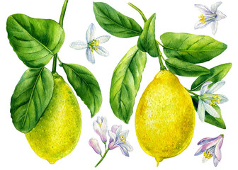 Set lemon. Fruit, leaves and flower on isolated white background, watercolor botanical illustration