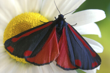 Cinnabar Moth