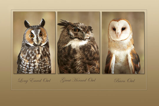 Close-up of three owls, Long-Eared Owl (Asio otus), Great Horned Owl (Bubo virginianus), Barn Owl (Tyto alba)