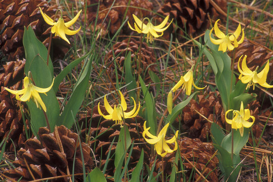 Close-up of flowers with pinecones