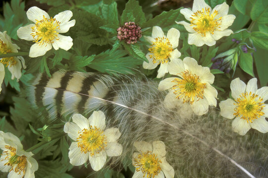 Close-up of globe flowers
