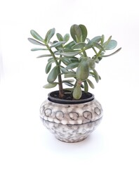 Mid-century modern pottery - grey flower pot with baobab plant