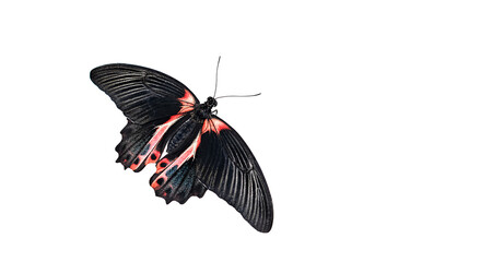 Tropical butterfly  Papilio Rumanzovia isolated on white background close up.  beautiful black-red Papilio Rumanzovia (Scarlet Mormon) living in Indonesia, Philippines islands. element for design.